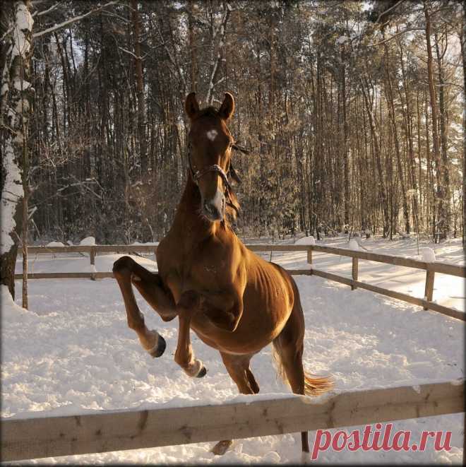БЕЛКА — «жеребёнок» на Яндекс.Фотках