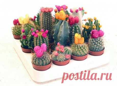 Растения, которые необходимы вашему дому