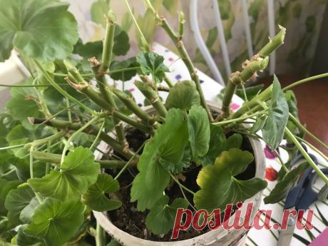 Как и когда обрезать комнатную герань на зиму для пышного цветения – 3 профессиональных приёма | Зелёные истории | Яндекс Дзен