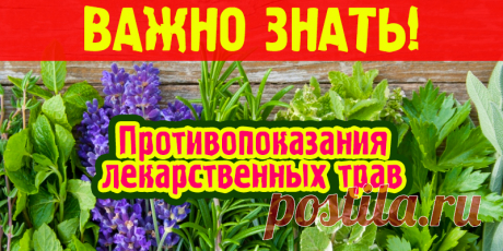 Противопоказания лекарственных трав | Полезные советы