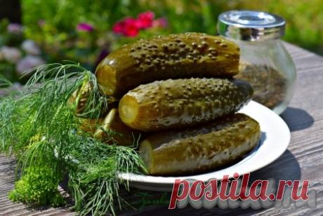 Как приготовить дома хрустящие малосольные огурцы