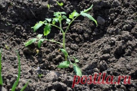 Топ-40 ошибок при выращивании томатов: грабли, на которые наступают почти все | Личный опыт (Огород.ru)