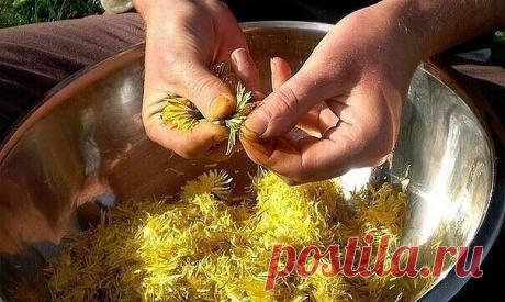 Рецепты лечения одуванчиком