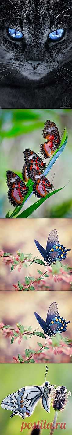 | AWESOME PICTURES