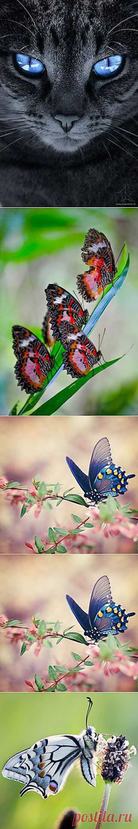 | AWESOME PICTURES