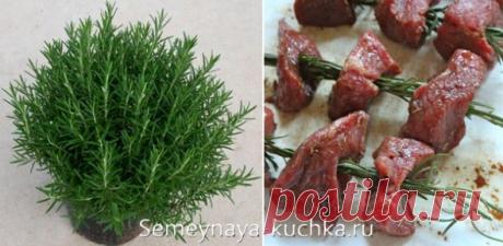 ЗЕЛЕНЬ на подоконнике — как вырастить съедобные травы дома. | Семейная Кучка