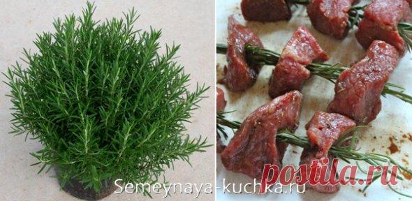 ЗЕЛЕНЬ на подоконнике — как вырастить съедобные травы дома. | Семейная Кучка