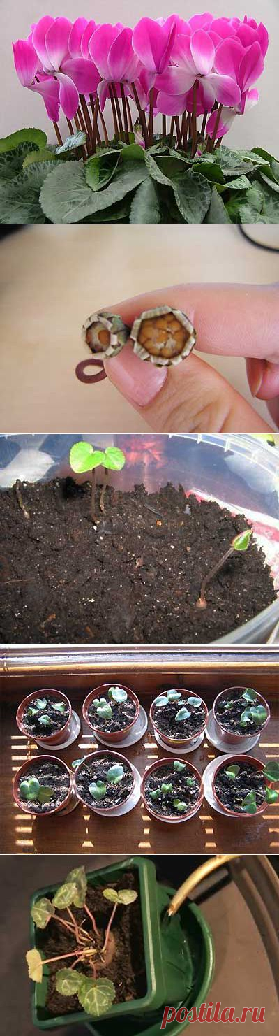 Выращивание растения цикламена в домашних условиях | Мое подворье