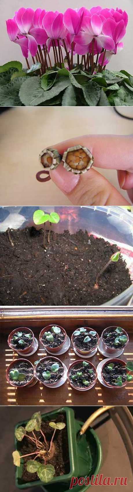 Выращивание растения цикламена в домашних условиях | Мое подворье