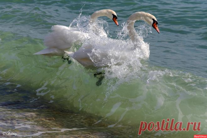 Фото: На волне. Фотограф Татьяна Соловей. Фото животных. Фотосайт Расфокус.ру