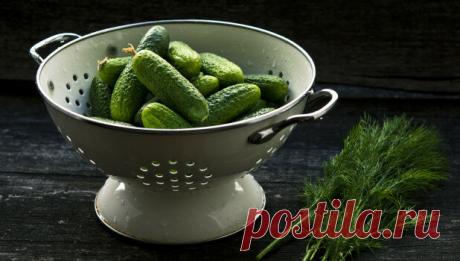 Убийца в пупырышках: эксперты рассказали о вреде свежих огурцов | Алтапресс | Яндекс Дзен