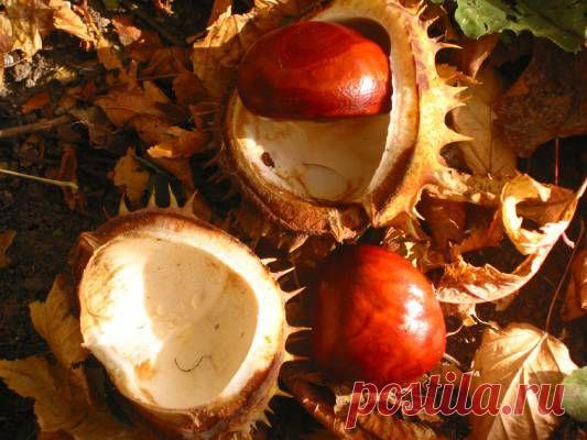 Настойка каштана при варикозном расширении вен