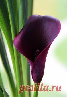 Цветы на радость и удивление