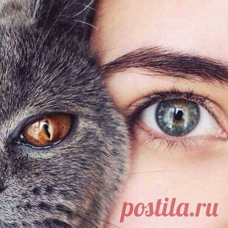 Кошка — магическое животное

Кошка — одно из самых магических животных на земле. Аура ее настолько велика, что охватывает не только конкретного человека, но и его семью, дом и территорию, которую кошка считает своей. Поэтому нужно понимать, что когда кошка трется о ваши ноги, то она не только ластится, пытаясь добиться своего, это значит ещё и то, что она делится с вами своей магической, астральной силой. Тот же, кто отталкивает в этот момент кошку, говоря ей «пошла вон, н...