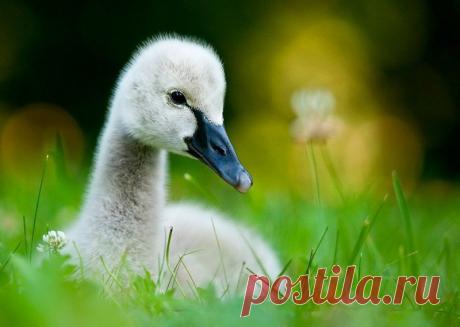 Животные крупным планом Роберта Адамека (Robert Adamec) — Фотоискусство