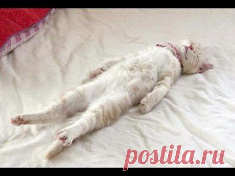 Funny Cats Sleeping in Weird Positions Compilation 2013 [NEW HD] - YouTube