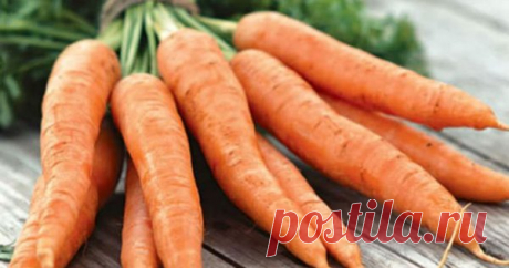 Ранние сорта моркови для пучковой продукции | На грядке (Огород.ru)