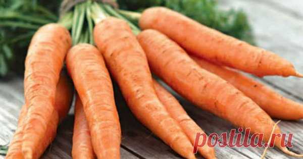 Ранние сорта моркови для пучковой продукции | На грядке (Огород.ru)
