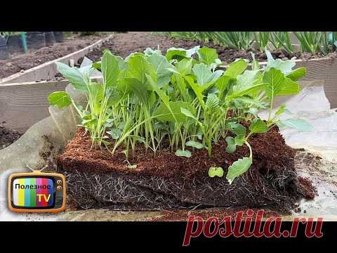 Семейный секрет! Делюсь чудо способом выращивания и посадки капусты.
