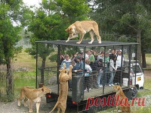 Самое интересное в мире: Прогулка в зоопарке Orana Wildlife Park,... - natali5357@mail.ru - Почта Mail.Ru