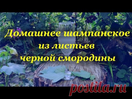 Домашнее шампанское, из листьев черной смородины