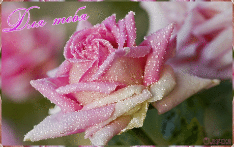 0_e7e52_b5b26497_XL.gif (800×502)