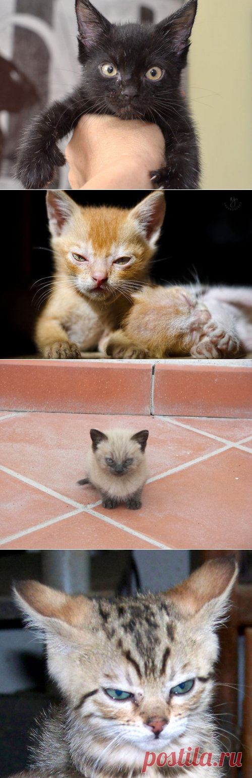 Сердитые котята, которые заставят вас улыбнуться (23 фото)