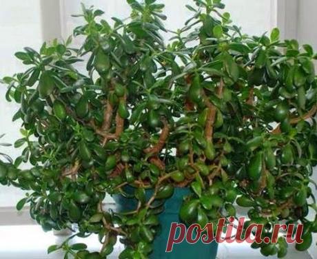 Как правильно ухаживать за денежным деревом? Важные правила