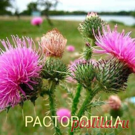 Что лечит расторопша
 Расторопша - это растение с удивительными лечебными свойствами.
В нем содержится большое колличество силимарина, жирных масел, эфирных масел, флавоноидов, органических кислот, белка, витаминов групп В С,Е,К,селена.
Целебные свойства расторопши:
способствуют профилактике старения
снимает напряжение как умственное так и физическое,обеспечивает организм энергией
укрепляет имунную систему
улучшает обмен веществ и пищеварение
выводит шлаки и токсины из орг...