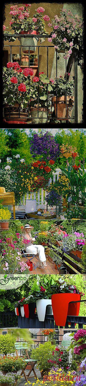 Летний мини-сад – цветущие балконы