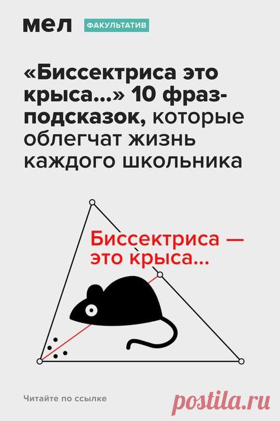 «Биссектриса это крыса…» 10 фраз-подсказок, которые облегчат жизнь каждого школьника