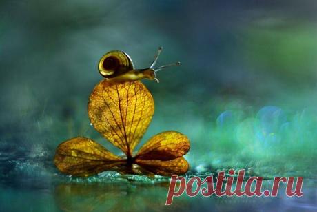 Улитки и боке от Katarzyna Załużna - Photar.ru Серия фотографий с улитками, сделанных польским фотографом Katarzyna Załużna, которая занимается художественной фотографией уже 8 лет, умиляет и завораживает. «Фотография – это моя страсть, своего рода медитация, дающая мне расслабление и освобождение от тягот повседневной жизни.» Боке – это транслитерация японского слова bo-ke, что означает размытие. В фотографии это способ визуализации объектов с выделением их […]