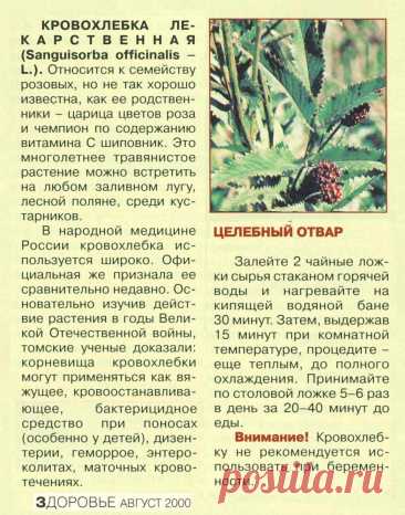 Кровохлебка лекарственная