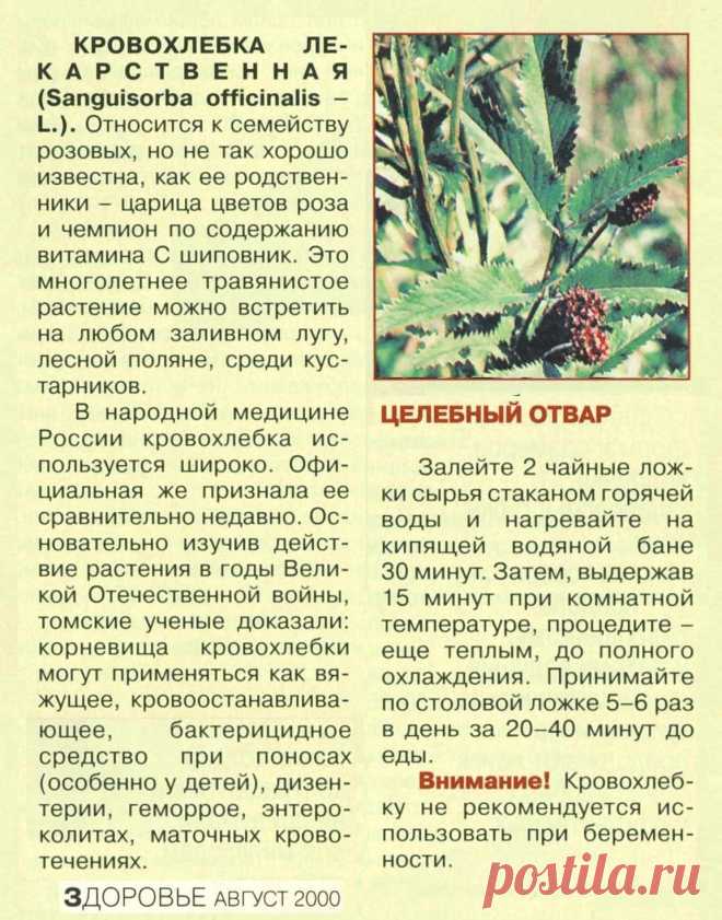 Кровохлебка лекарственная