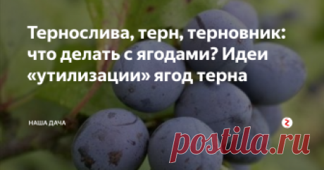 Тернослива, терн, терновник: что делать с ягодами? Идеи «утилизации» ягод терна  Ягоды зовутся по-разному, а задача одна. В иные годы урожай терна бывает ну очень богатым, а вкус у ягод несколько специфический. Терн долго не храниться – куда его девать? Прошерстив соответствующие форумы и ресурсы интернета, я подготовила для ваз «хит-парад» заготовок из терновника, которые больше всего любят хозяйки.