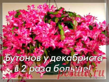 Как сделать бутонов декабриста в 2 раза больше: простая и проверенная подкормка.
 
 
 
А у вас есть декабрист? У меня он полным ходом набирает бутоны. Даже молодой черенок, который я посадила летом. У соседки — уже почти весь распустился. А у коллеги — и не думает: наверное, всё ждёт декабря. Всем им пригодится простая подкормка, которую можете попробовать и вы. Она увеличит количество бутонов. По моему опыту, в 1,5–2 раза!
 
 
 
Мы воспользуемся известным стимулятором образования бутонов и за