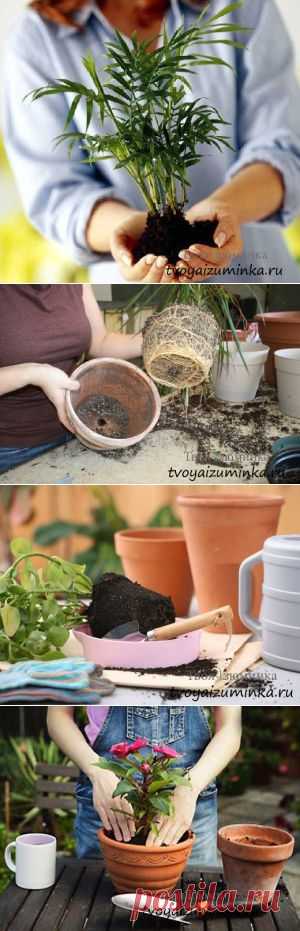 Как правильно пересадить комнатные цветы.