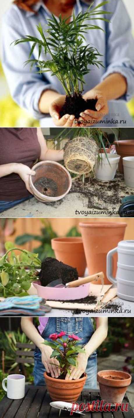 Как правильно пересадить комнатные цветы.
