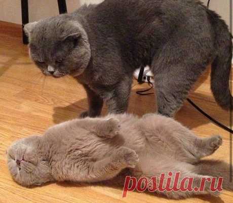 Без кота и жизнь не та