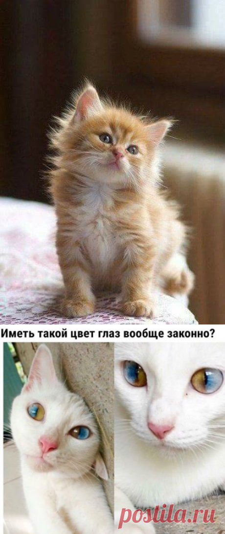 (60) Facebook