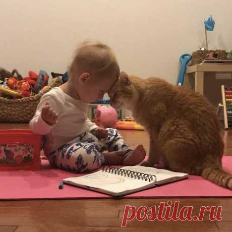 Очаровательные котики / Питомцы