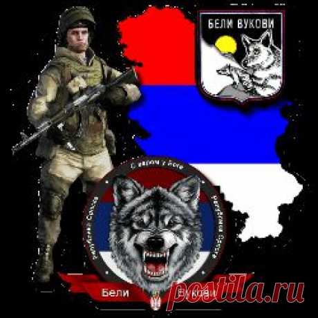 ВОЛКИ БЕЛЫЕ .
