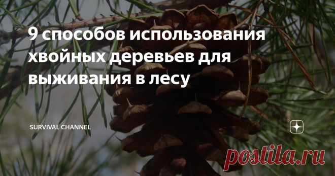 9 способов использования хвойных деревьев для выживания в лесу Они подойдут для первой помощи, ремонта снаряжения и даже фильтрации  воды