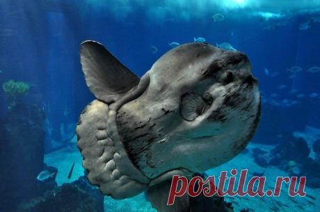 Рыба Луна Рыба Луна это в первую очередь самая необычная рыба, самая большая, самая плодовитая, самая глупая и т.д.Тело рыбы Луны похоже на диск. В переводе с еще одного названия рыбы лат. «Mola mola» как «мельничный диск».Обитает Рыба Акула преимущественно в тропическом, субтропическом и умеренном...