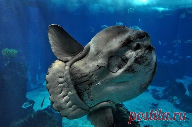 Рыба Луна Рыба Луна это в первую очередь самая необычная рыба, самая большая, самая плодовитая, самая глупая и т.д.Тело рыбы Луны похоже на диск. В переводе с еще одного названия рыбы лат. «Mola mola» как «мельничный диск».Обитает Рыба Акула преимущественно в тропическом, субтропическом и умеренном...