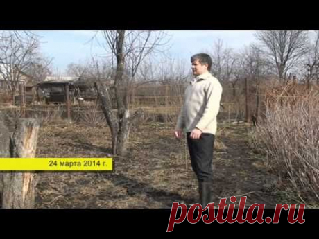 Сидераты. Запахивать (скашивать) осенью или же не запахивать (не скашивать)? — Яндекс.Видео