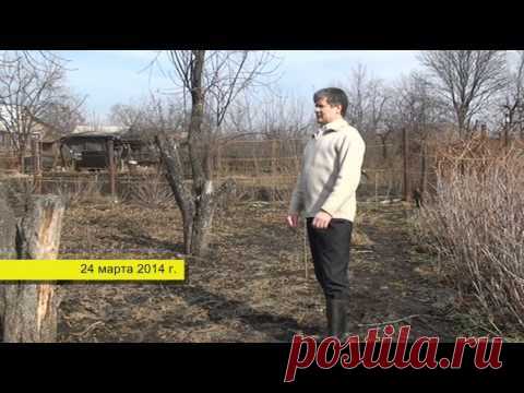 Сидераты. Запахивать (скашивать) осенью или же не запахивать (не скашивать)? — Яндекс.Видео