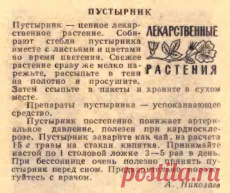 Пустырник
