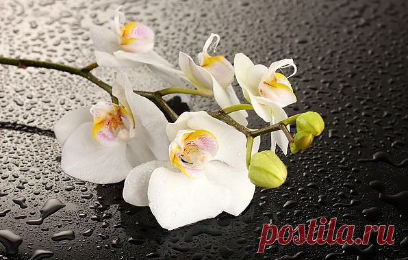 Наталья Вавилова