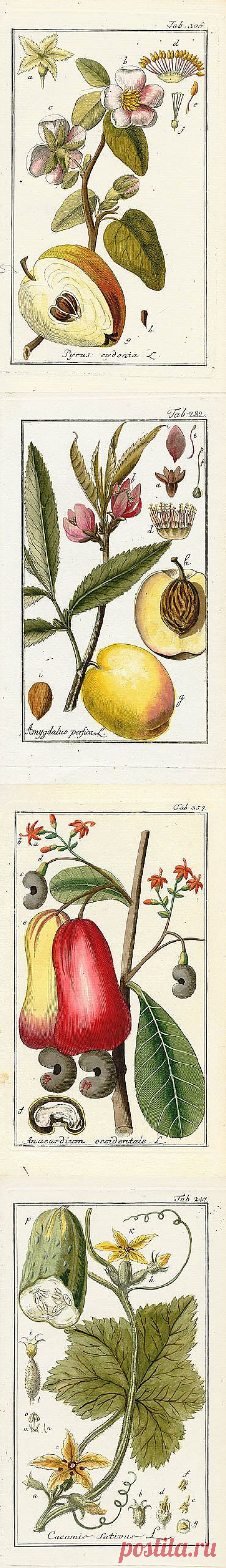 Johannes Zorn, Icones Plantarum Medicinalium 1779 Старинные принты.Фрукты.